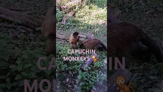 CAPUCHIN MONKEYS RESCUE SANCTUARY 🐒🌿 [upl. by Pedaias778]