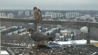 Afrodyta z łupem i Gdynkiem na karku czekającym na swoją kolejkę 22112024 VEOLIA Łódź [upl. by Gilliette]