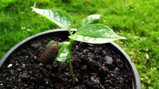 How to grow Persimmons from seed [upl. by Yanal]