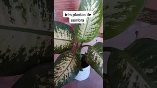 três plantas de sombra [upl. by Dulcea699]