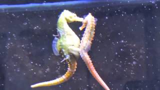 Seahorses Mating Transferring Eggs [upl. by Astrahan]