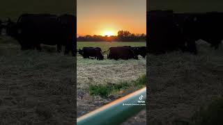 Paradise on earth Byrd Cattle Co farm anguscattle cattle cows farming [upl. by Akimahc164]