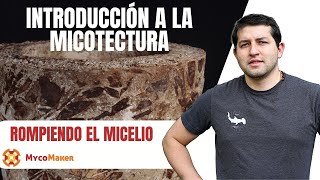 🍄 Rompiendo el Micelio El Secreto de la Micotectura hongos micellar micelio biomaterials [upl. by Tahpos]