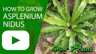 How to grow Asplenium nidus Bird’snest ferns [upl. by Middle757]