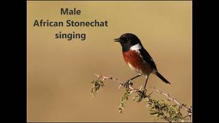 African Stonechat male singing [upl. by Aylward303]