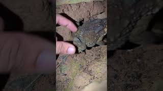 Funny jump of frog  Boing boing funny froggy  frog and toad funny meme [upl. by Birchard]