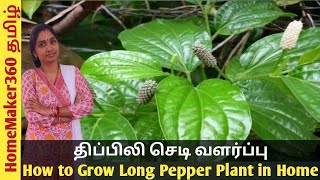 உடலுக்கு பல நன்மைகள் தரும் திப்பிலி செடி வளர்ப்பு  How to grow Long pepper Thippili [upl. by Lewanna]