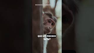 Uma incríveis descoberta curiosidades descoberta macaco viralvideo [upl. by Eesac]