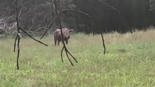 Wild Boar takes 3030 to the head and walks away Description in comments [upl. by Calbert243]