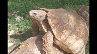 Leopard Tortoise Mating [upl. by Lawrence]