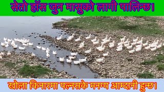 White Duck 🦆 मासुको लागी सेतो हॉसपालन उपयुक्त pragatinagar duck youtube [upl. by Adnahsam695]