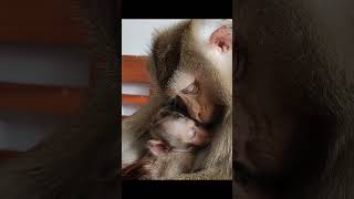 Nui Family  Monkey Baby Nui so cute [upl. by Yrehc]