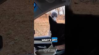 Emu with an Attitude Gets Attacked [upl. by Kenneth]