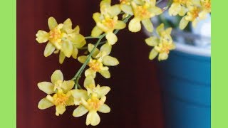 Orchid  Oncidium Twinkle Sunlight Blooms  Yellow Variety  Care Tips [upl. by Marilla]