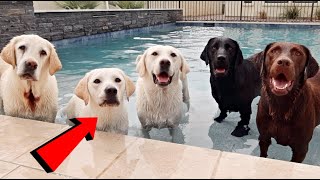 Labrador Lucy Surprises Her Parents and Uncles [upl. by Retsim]