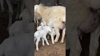 Newborn Lambs ask their Mom for Food  Pets Academy [upl. by Lourie]