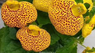 Calceolaria Herbeohybrida Group [upl. by Elletnwahs]