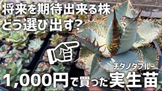 【アガベ】チタノタ･オテロイ小苗選びのポイント【講師ベランダ栽培マン】 [upl. by Adnilim]