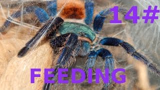 Chromatopelma cyaneopubescensGreenbottle Blue L10 Karmienie  Tarantula Feeding FEEDING 16 [upl. by Nerred230]