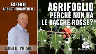 Perchè il mio agrifoglio non ha le bacche rosse [upl. by Jolee]