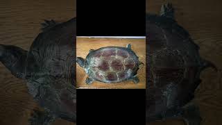 AAA jumbo 30cm reeves turtle🐢 [upl. by Rudwik]