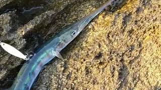 Dev Müren Balığı Saldırısı Zarganamı İkiye Böldü Moray Eel Attacked Gar Fish [upl. by Fredkin]