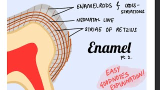 Striae of Retzius Cross striations Neonatal lines of Enamel Orbans histology pt 3 [upl. by Weiman424]