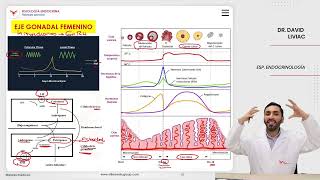 VILLAMEDIC  Fisiología endocrina Fisiología gonadal [upl. by Azral453]