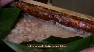 Fermentation Part 2 PreTreatment and Draining [upl. by Ahsiekahs]