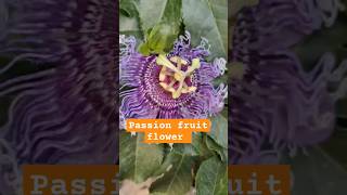 PASSION FRUIT FLOWER fruitplant ukkipreeti shortvideo [upl. by Mullen]