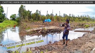 STRIKE BERTUBITUBI‼️ Siapa Sangka Ikan Gabus Berkumpul Di Kanal Ini  ikan gabus disini GANASGANAS [upl. by Therese]