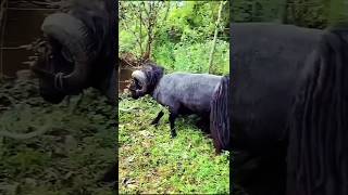 quotViral Moment Quessant Sheep Breaks a Tree in Secondsquot [upl. by Ceil]