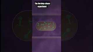 the Hershey and Chase experiment animation with explanation [upl. by Romeon]