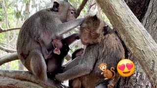 Funny Monkey Monkey life in zoo [upl. by Marcia]