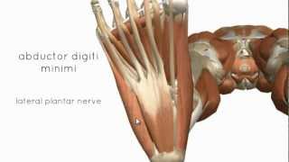 Muscles of the Foot Part 2  3D Anatomy Tutorial [upl. by Aicxela]