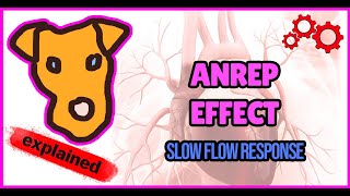 Mechanism of Anrep effect Slow flow response [upl. by Eentroc]