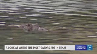 A look at where the most gators are in Texas [upl. by Haliak770]