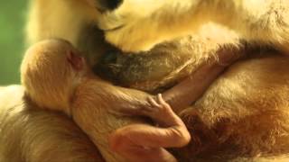 Lincoln Park Zoo Welcomes Rare WhiteCheeked Gibbon Baby [upl. by Labanna]