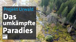 Der Bayerische Wald  das umkämpfte Paradies  Abendschau Reportage  BR24 [upl. by Udelle]