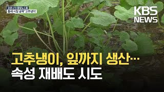 고추냉이 1번지 철원 이젠 잎까지 생산…플라즈마 속성 재배도 시도  KBS 20210426 [upl. by Yedoc223]