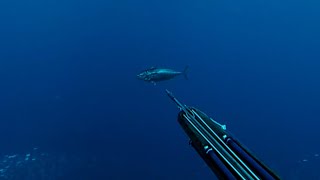 Chasse aux pélagiques dans les calanques  bonites thoninespélamides limonssérioles etc [upl. by Eiramyma]