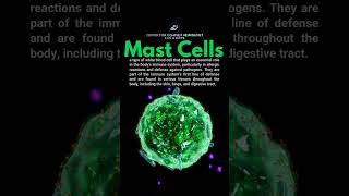 What are Mast Cells  shorts [upl. by Hnah]