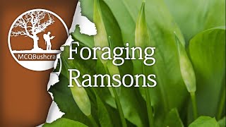 Bushcraft Foraging Ramsons [upl. by Rennug]