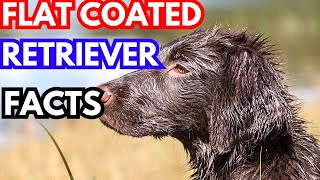 Flat Coated Retriever  Top 10 Facts [upl. by Beal609]