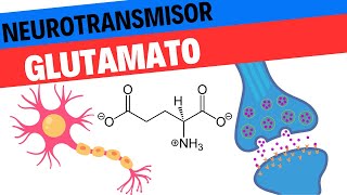 Fisiología del Glutamato Neurociencias 7 [upl. by Gawen]