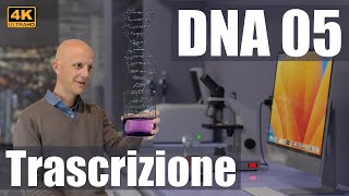 DNA 05 La trascrizione e lespressione genica 4K UHD [upl. by Vitkun521]