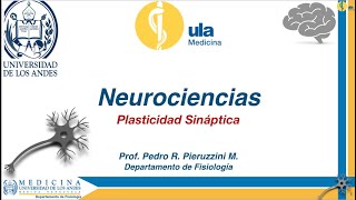 Plasticidad Sináptica [upl. by Stimson]