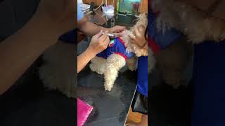 Vitamin injection for sick dog shortvideo vetcare tickbornedisease [upl. by Rozella196]