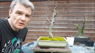 Fagus Sylvatica Bonsai 5 [upl. by Katy]