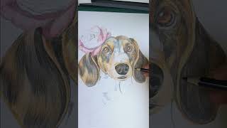 Bezig een Teckel te Tekenen drawing art artist illustration animation hondendogsteckel [upl. by Anahtor931]